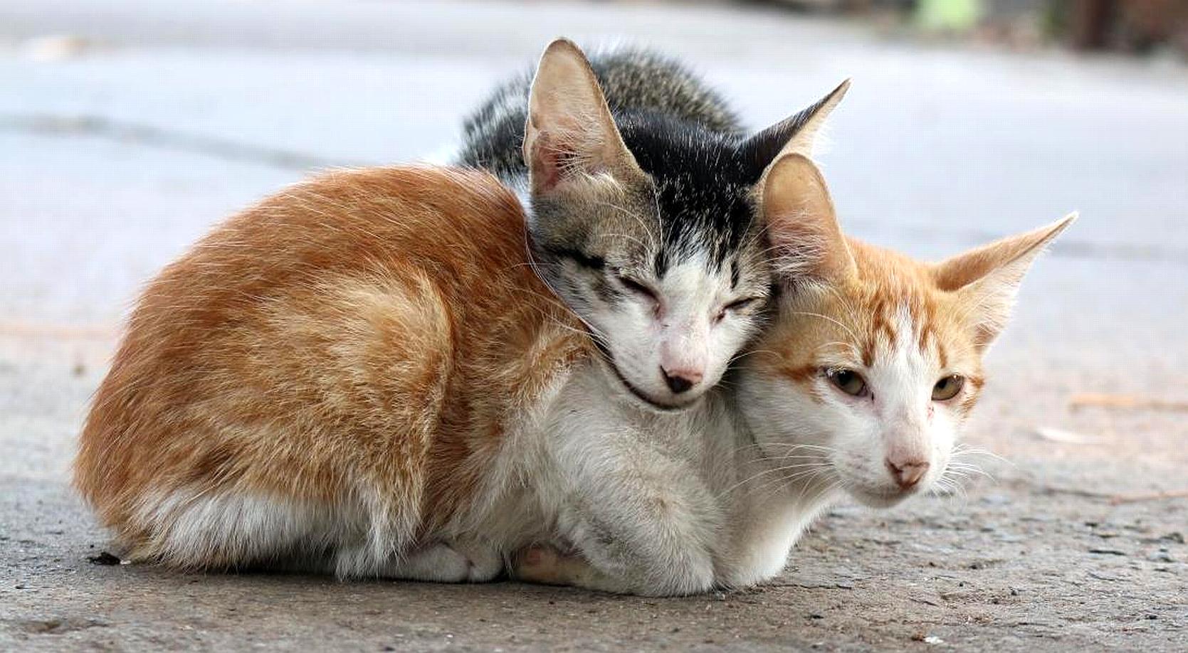 Todo lo que siempre quiso saber sobre el sexo (de los gatos) y no se atrevió a preguntar