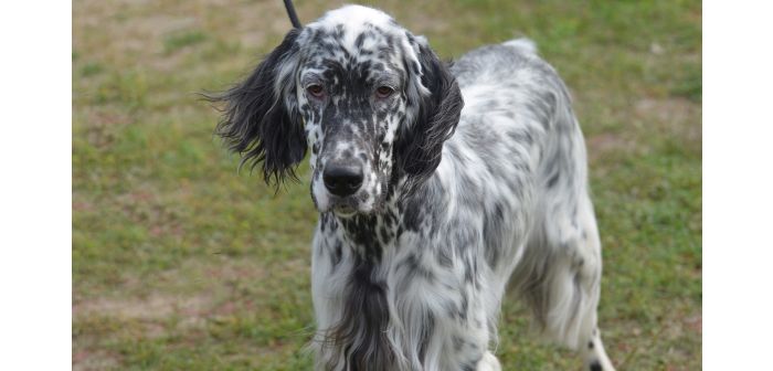 Top Ten razas caninas en España 2022: el Setter Inglés a la cabeza