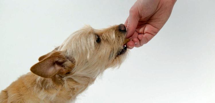 Actualidad necesidades nutricionales de las mascotas 1