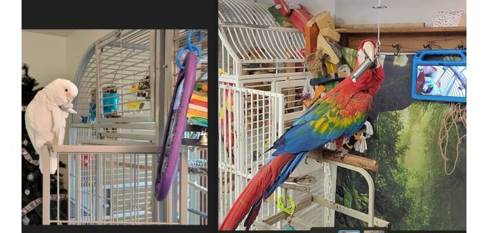 Un estudio prueba los beneficios de las videollamadas entre loros domésticos