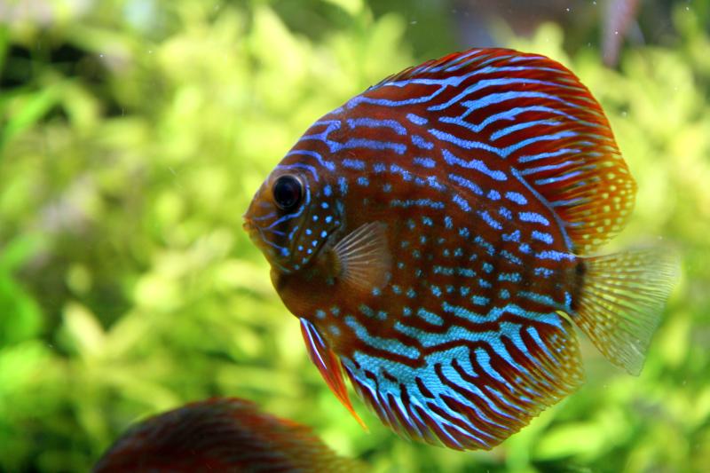 Acuariofilia 2 una aproximacion peces disco 1