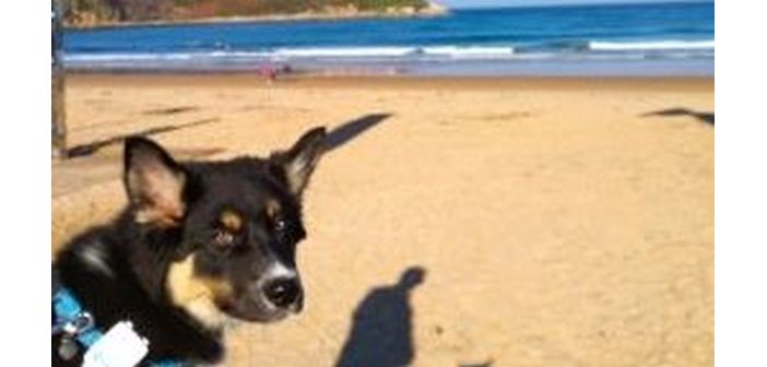 Articulos vacaciones con mascotas en coche y junto al mar 1