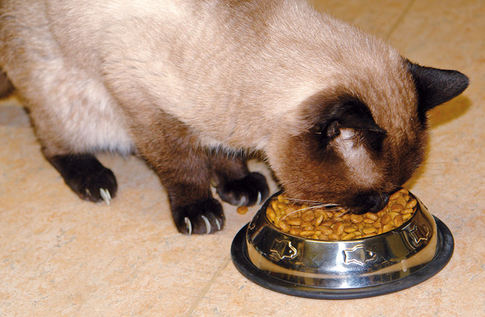 La alimentación del gato mayor