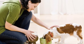 Perro comiendo: las decisiones del propietario influyen en la salud de sus perros
