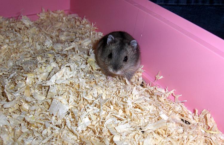hamster habitat