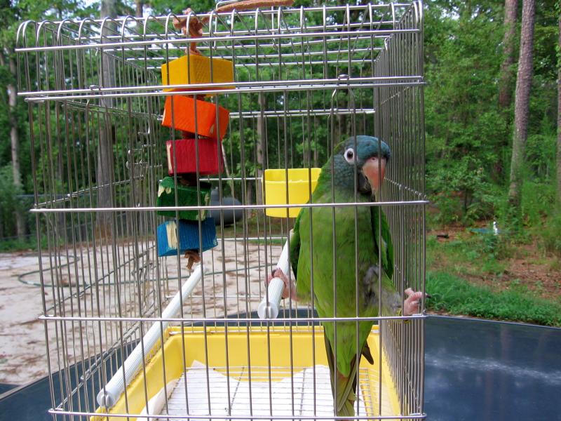 complementos y jaulas para aves