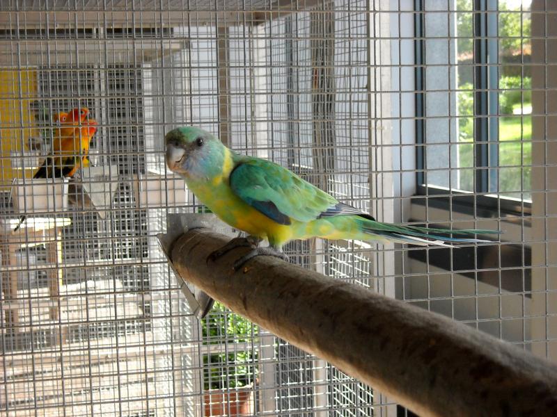 complementos y jaulas para aves