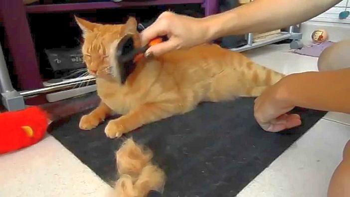 Ciro Canal Encarnar Cuidados de la piel y el pelo de los gatos - especiesPRO | publicación para  comercios de animales de compañía