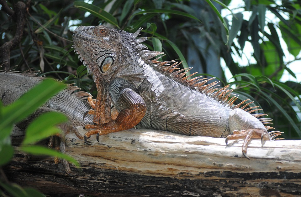 iguana temperatura de los reptiles
