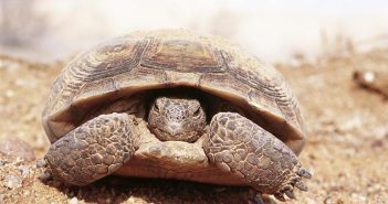 Hibernación en tortugas terrestres