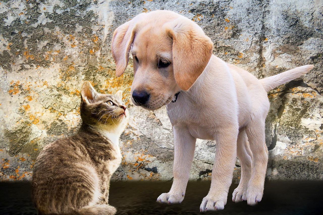 La buena comunicación entre perros y gatos - especiesPRO | publicación para comercios de de compañía