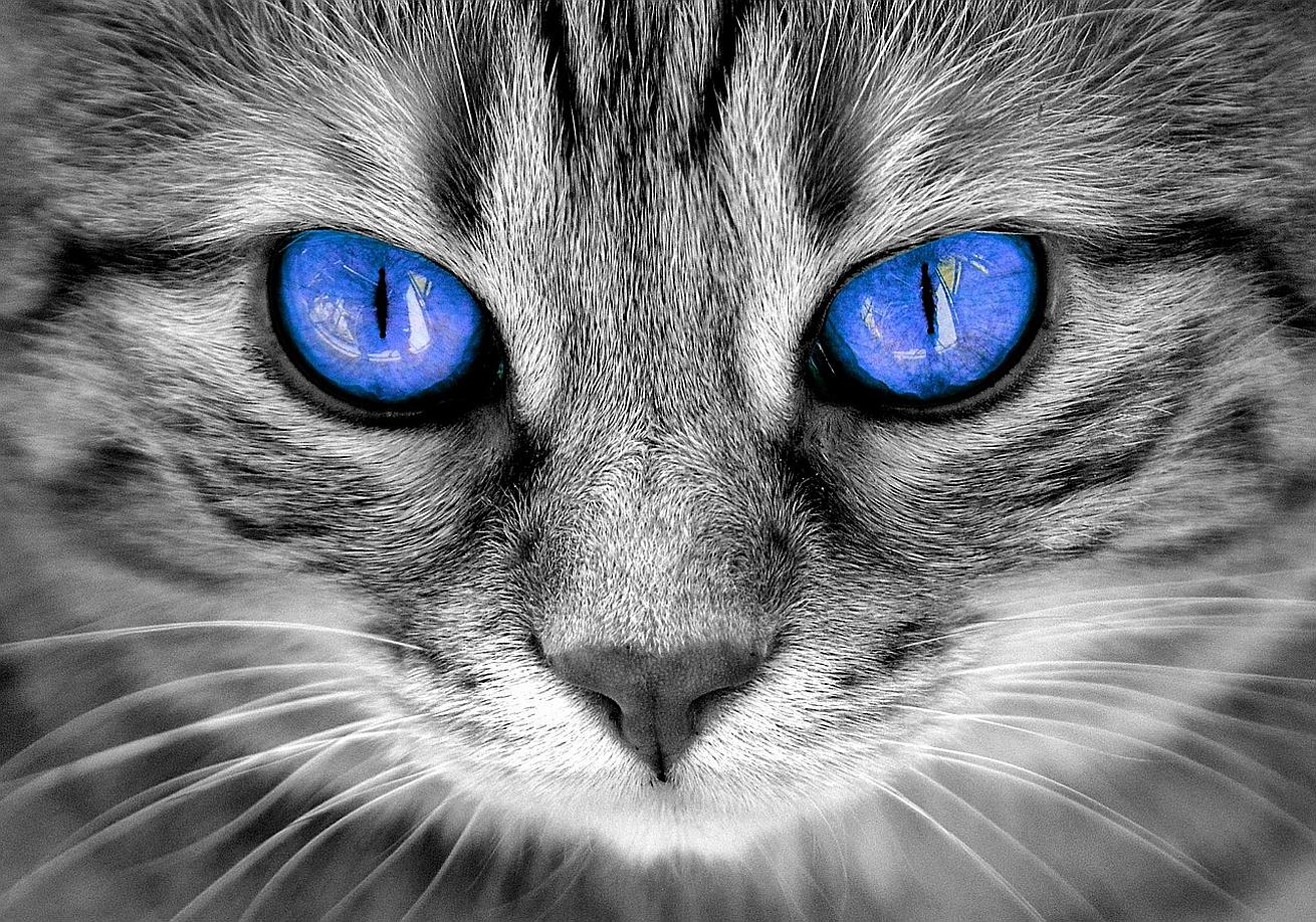 Los cinco sentidos del gato - especiesPRO | publicación para comercios de  animales de compañía