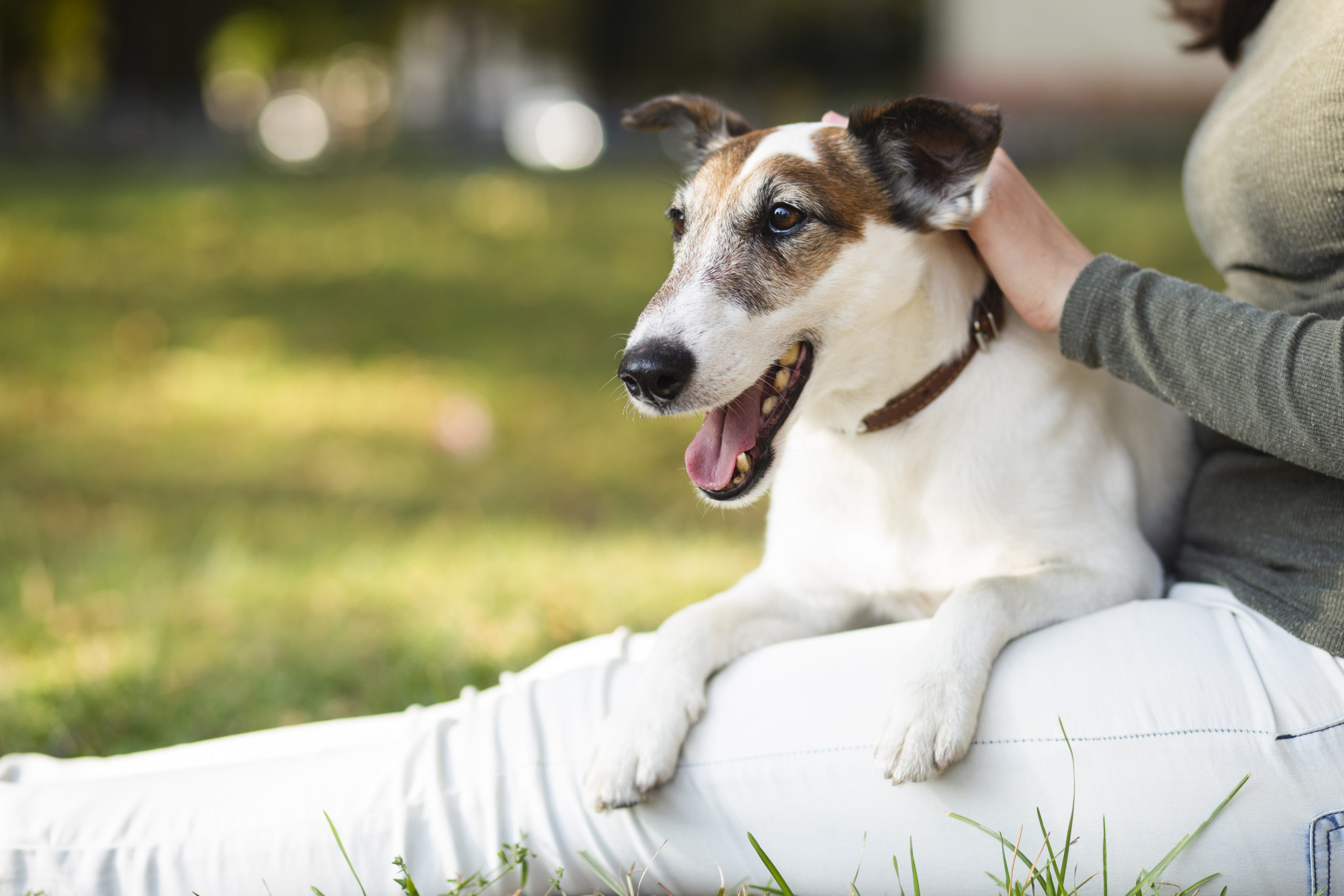 boca oleada compilar La interacción con la mascota es clave para combatir la soledad -  especiesPRO | publicación para comercios de animales de compañía