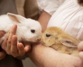 Las jaulas pequeñas y la falta de ejercicio causan estrés a los conejos