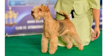 Ciudad Real se convierte en junio en la capital del perro con dos exhibiciones caninas